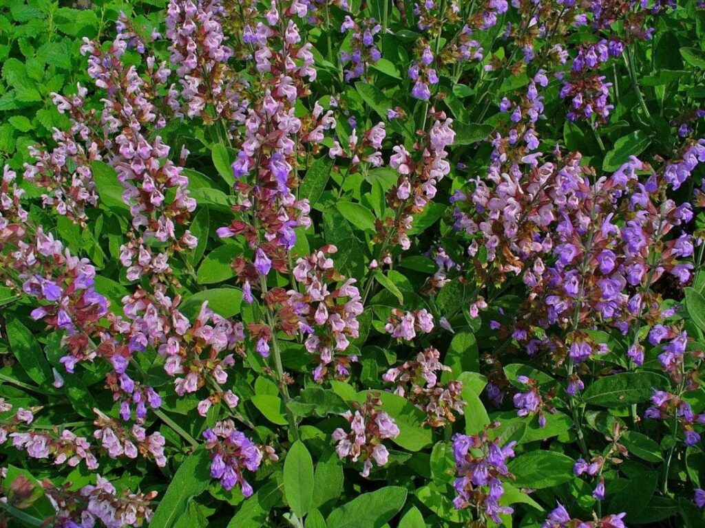 vuoden rohtokasvi salvia